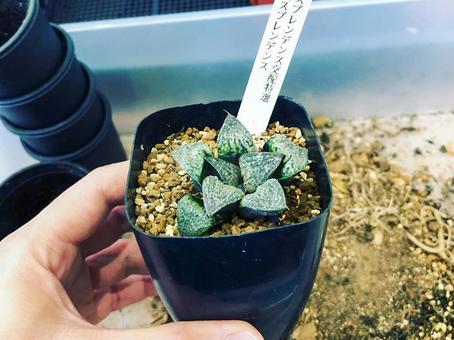 鉢植えの多肉植物(ハオルチア) 鉢植えの多肉植物(ハオルチア)の写真