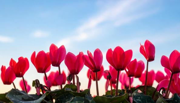 シクラメンの花 シクラメンの花の写真
