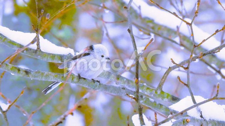 雪の妖精シマエナガ シマエナガ,雪の妖精,可愛いの写真素材