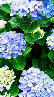 あじさい あじさい あじさい,アジサイ,紫陽花の写真素材
