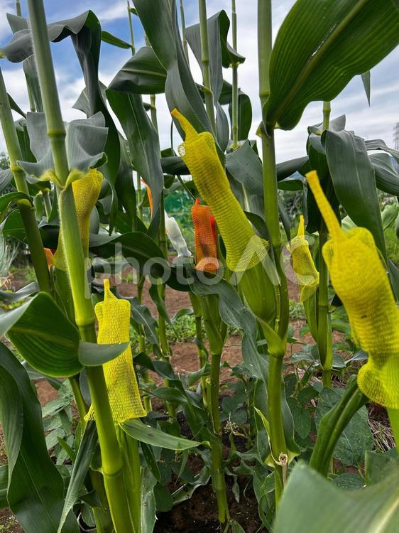 市民農園のとうもろこしの雌穂のカバー とうもろこし,初夏,夏野菜の写真素材