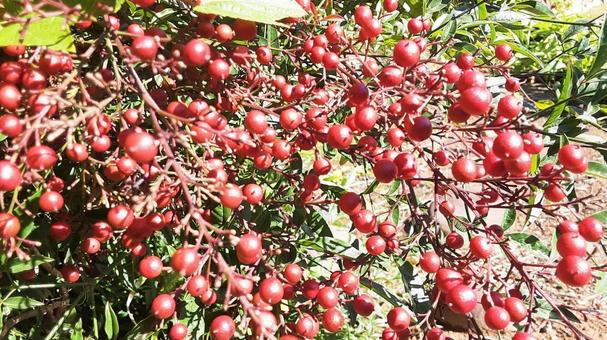 南天の実・2 南天,自然,風景の写真素材