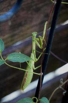 カマキリ カマキリの写真