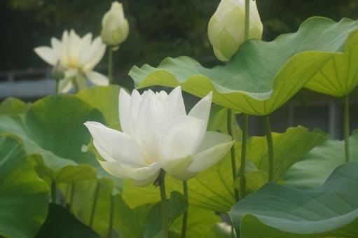 蓮 蓮 蓮,夏,自然の写真素材