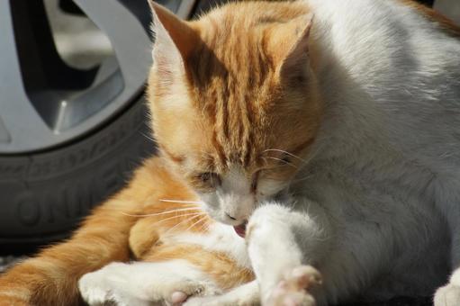 ねこ ねこ にゃんこ,可愛い,野良猫の写真素材