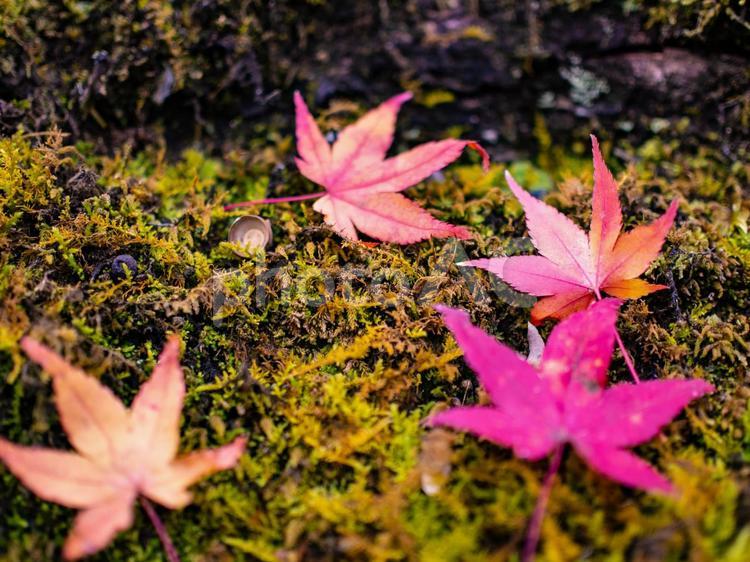 紅葉 紅葉,秋,赤の写真素材