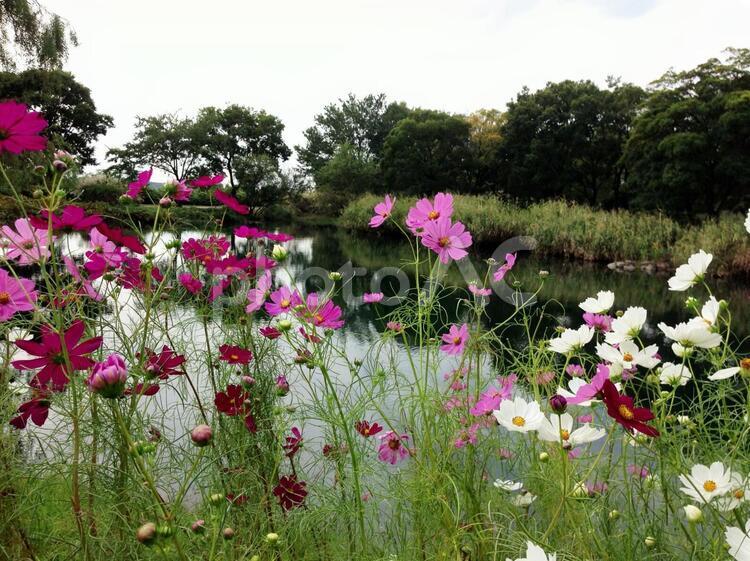 池の淵に咲くコスモス2 コスモス,池,緑の写真素材