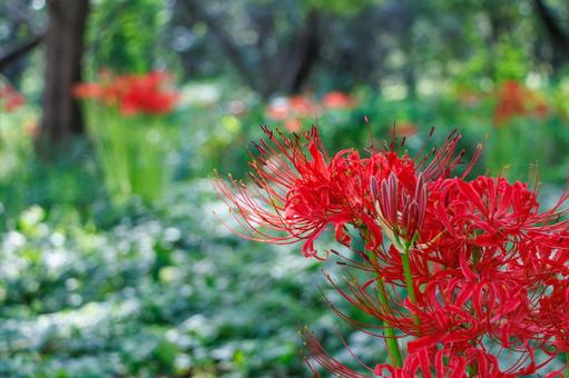 木陰で真っ赤な花を咲かせる曼珠沙華 木陰で真っ赤な花を咲かせる曼珠沙華の写真