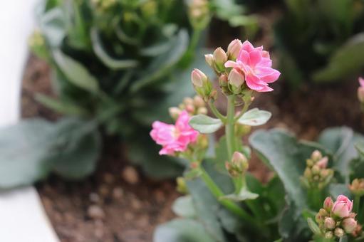 ピンクの花 ピンクの花 花,小さい花,ピンクの写真素材