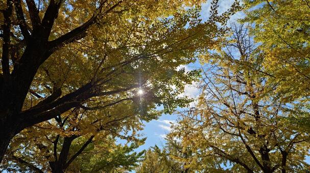 神宮工作所の黄葉の銀杏並木 銀杏並木,黄葉,神宮工作所の写真素材