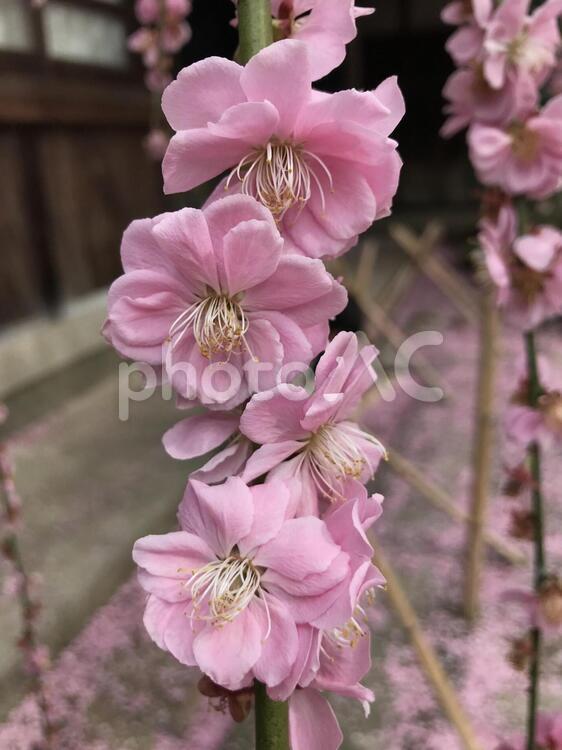 枝垂れ桜 花,植物,自然の写真素材