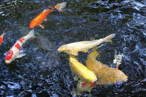 錦鯉 鯉,錦鯉,カラフルの写真素材