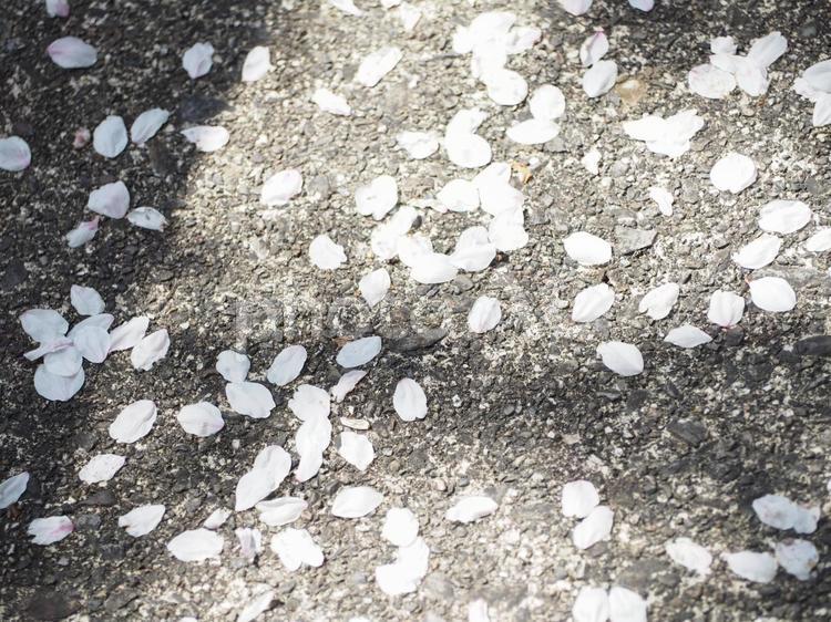 花びらの絨毯 夜桜,桜,さくらの写真素材