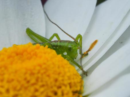 Larva of the bush-cutter③, JPG