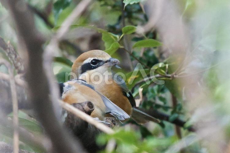森の中でたたずむモズ モズ,野鳥,鳥の写真素材