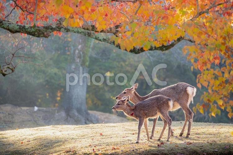 奈良 - 【奈良公園の鹿と紅葉】 奈良,奈良公園,飛火野の写真素材
