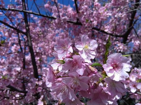 カワヅザクラ　２ カワヅザクラ,河津桜,ピンクの写真素材