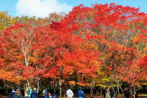 北海道の紅葉 紅葉,秋,福原山荘の写真素材