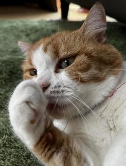 猫 猫の写真