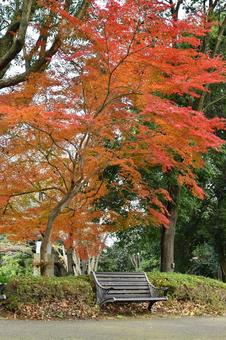 秋の公園 秋の公園 公園,秋,紅葉の写真素材