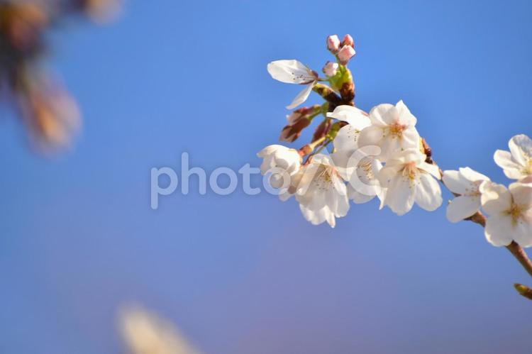 桜の花とつぼみ ４月,春,さくらの写真素材