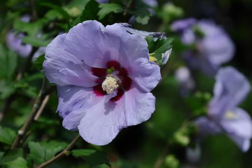 夏の茶室を彩る 夏の茶室を彩る 木槿,花,アオイ科の植物の写真素材