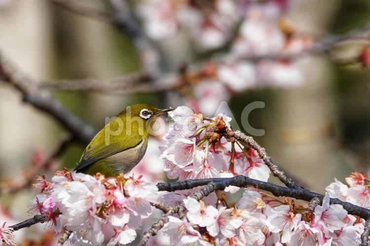 メジロと桜とのハーモニー2 生き物,動物,桜の写真素材
