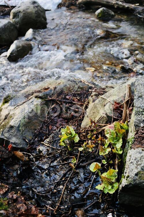 春の雪解け水（不動沢）山菜　ふきのとう 高湯不動滝,不動滝,高湯温泉の写真素材