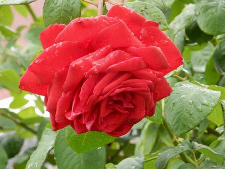 【薔薇の写真】バラの花 【薔薇の写真】バラの花の写真