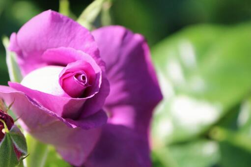 赤紫のバラの写真