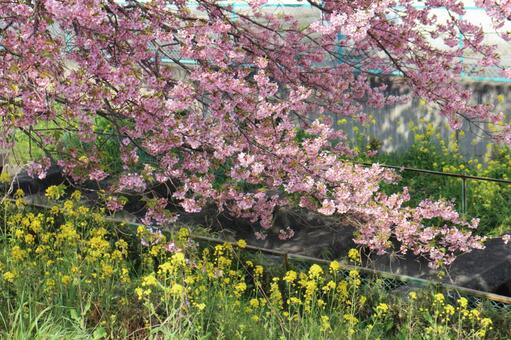 菜の花とカワヅザクラ 菜の花とカワヅザクラの写真