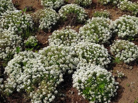 白色の小花(スイートアリッサム) 白色の小花(スイートアリッサム)の写真
