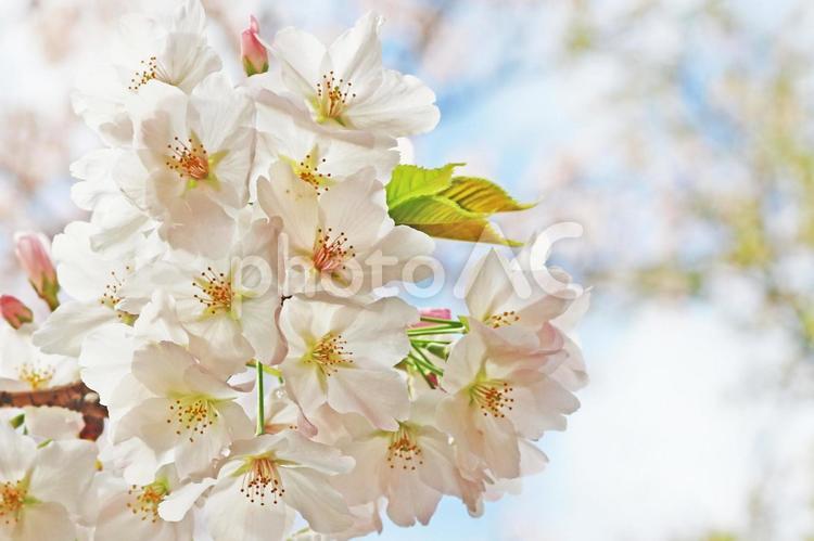 満開の桜の花の背景 桜,ソメイヨシノ,青空の写真素材