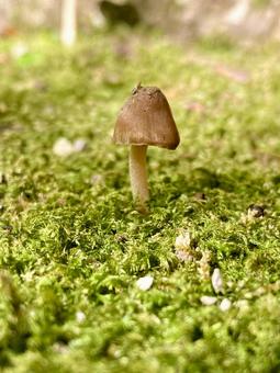 小さなキノコ 小さなキノコの写真