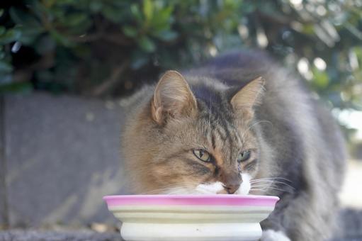 食事中の野良猫 食事中の野良猫の写真