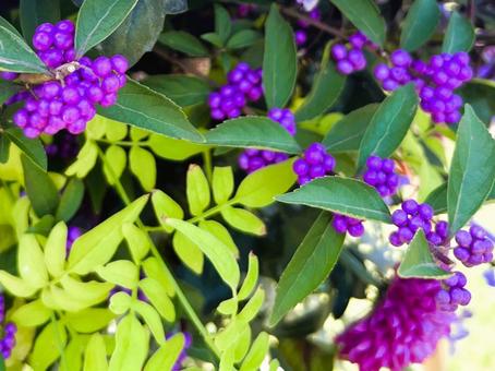 秋の草花の写真