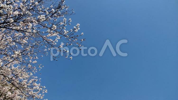 桜と青空のコピースペース シダレザクラ,春,サクラの写真素材