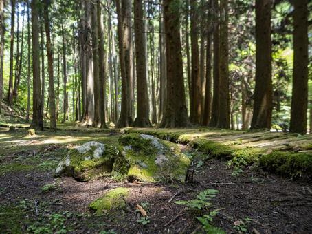 苔の石と夏の静けさ 苔の石と夏の静けさ 森,苔,石の写真素材