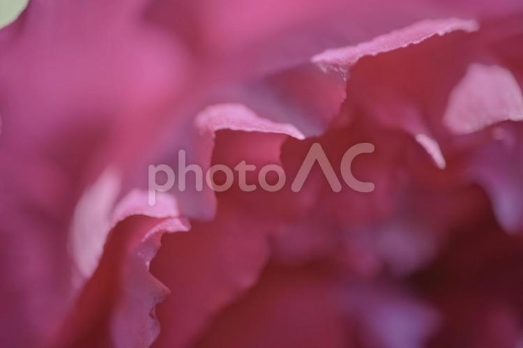 背景素材　鮮かな牡丹の花びら 背景,牡丹,フローラルの写真素材