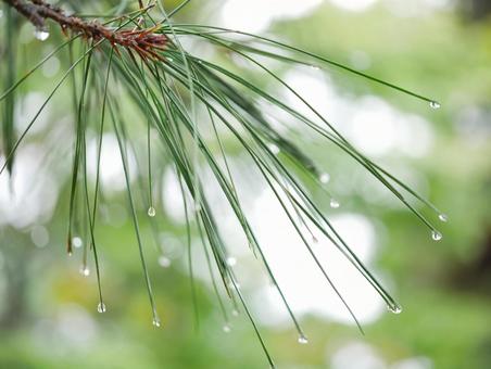 背景に合う松の葉と雨粒 背景に合う松の葉と雨粒 松,松の葉,雨粒の写真素材