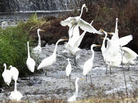 川面で魚を狙うサギの群れ 鳥,野鳥,サギの写真素材