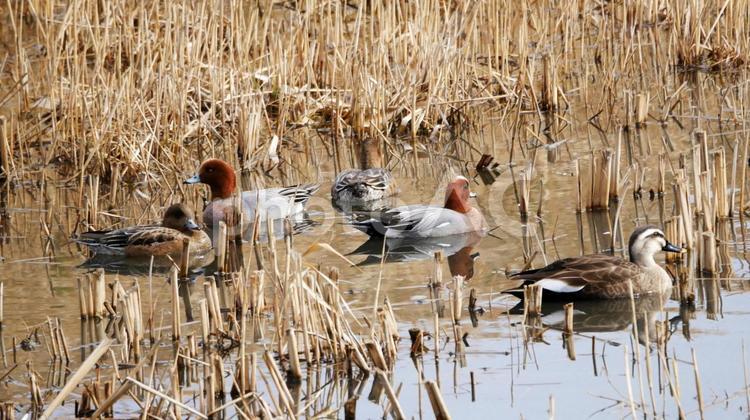 集団で親水池の浅瀬を舞うヒドリガモ ヒドリガモ,鴨,渡り鳥の写真素材