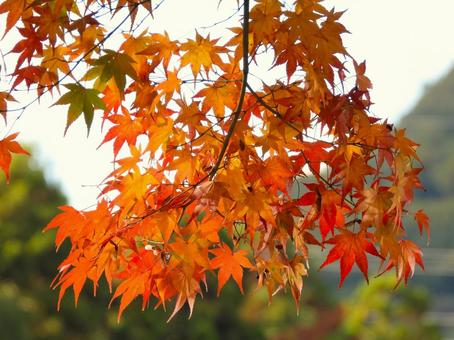 紅葉したモミジ モミジ,紅葉,植物の写真素材