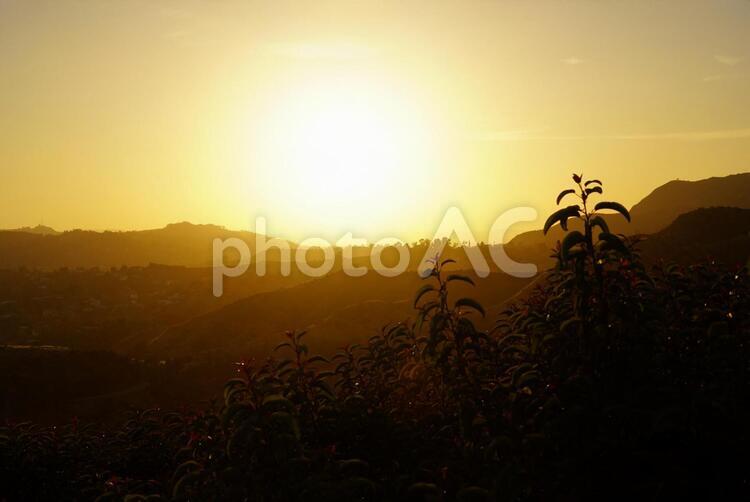 夕日と山と草花 夕日,山,草花の写真素材