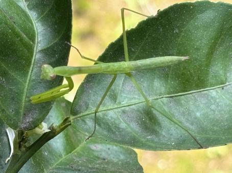 Mantis growing., JPG Mantis growing., JPG