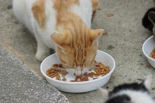 ねこ ねこ のらねこ,にゃんこ,可愛いの写真素材