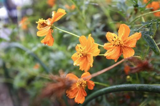 キバナコスモス 11月,キバナコスモス,美しいの写真素材