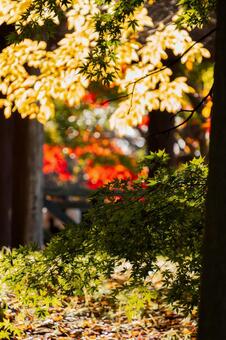 前、中、遠景で表現する秋のグラデーション 紅葉,モミジ,カエデの写真素材