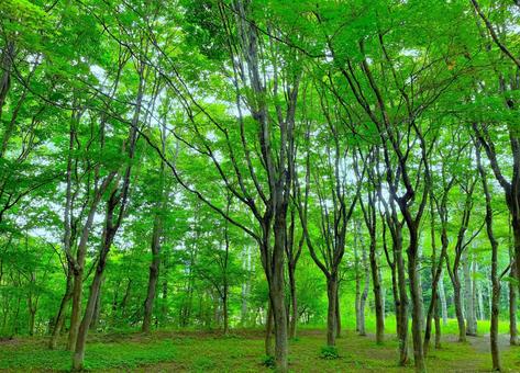 新緑の林 新緑の林 新緑,林,緑の写真素材