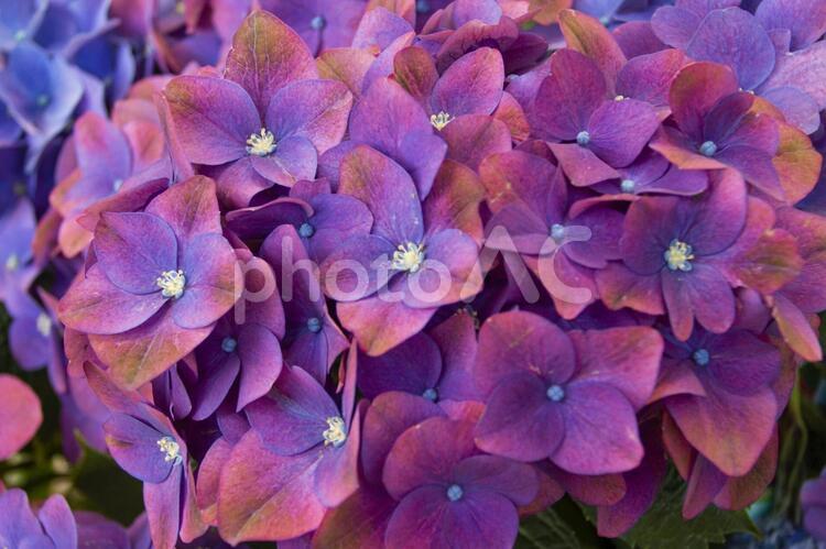 アジサイ  グリーンシャドウ アジサイ,グリーンシャドウ,紫陽花の写真素材